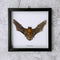 Taxidermy