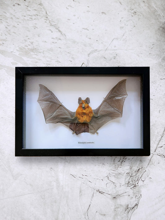 Framed Taxidermy Bat