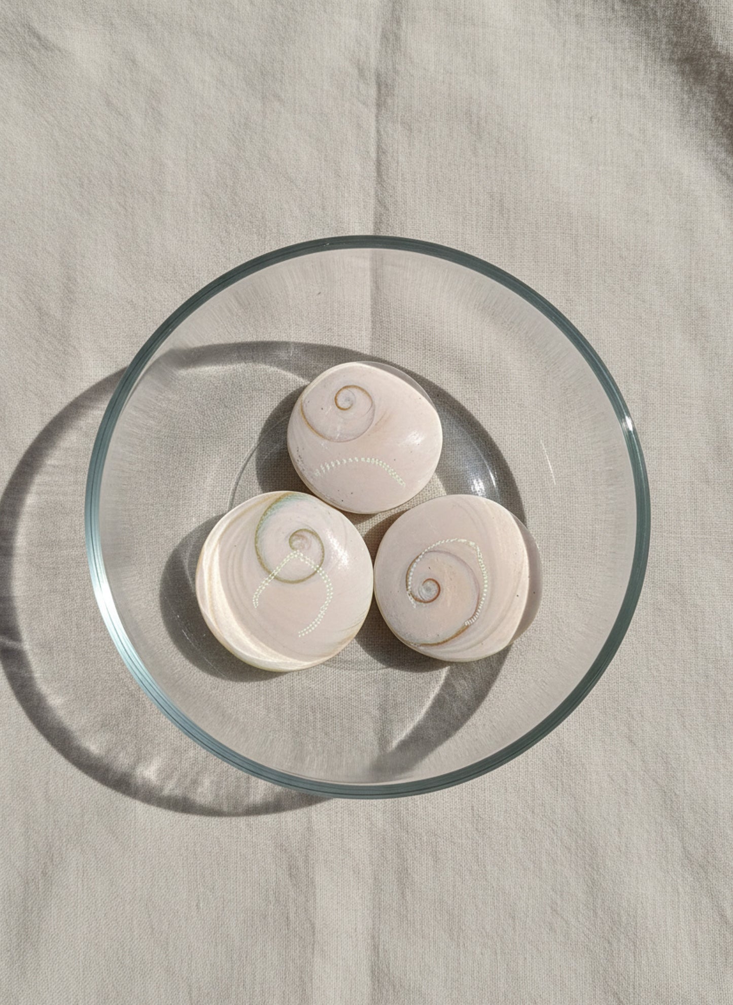 Shiva Eye Shell