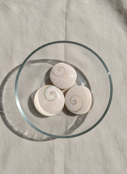 Shiva Eye Shell