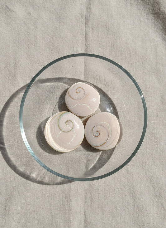 Shiva Eye Shell