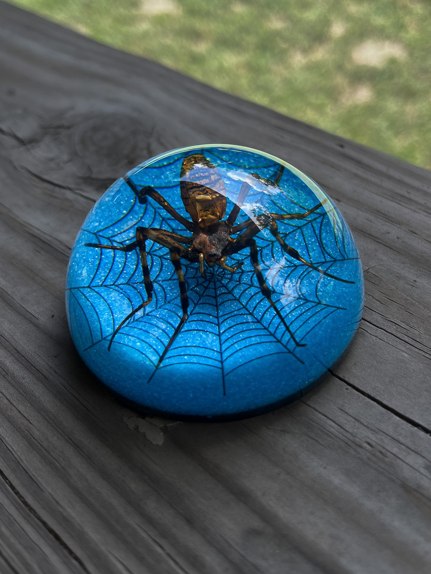 Spider Half Dome Paperweight Medium