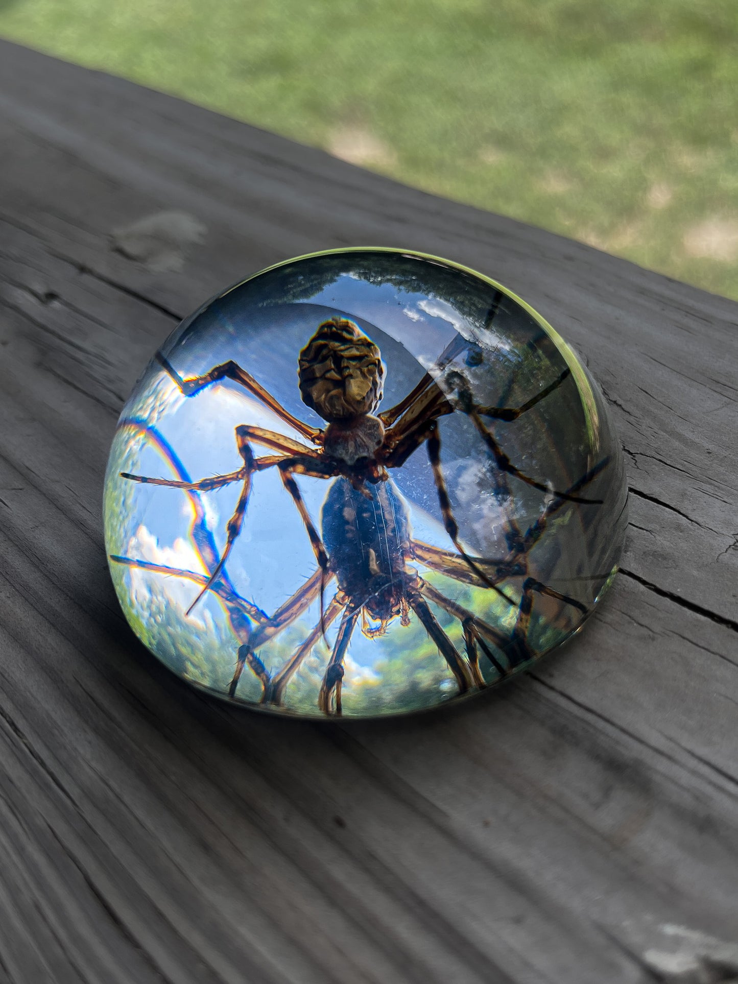 Spider Half Dome Paperweight Medium
