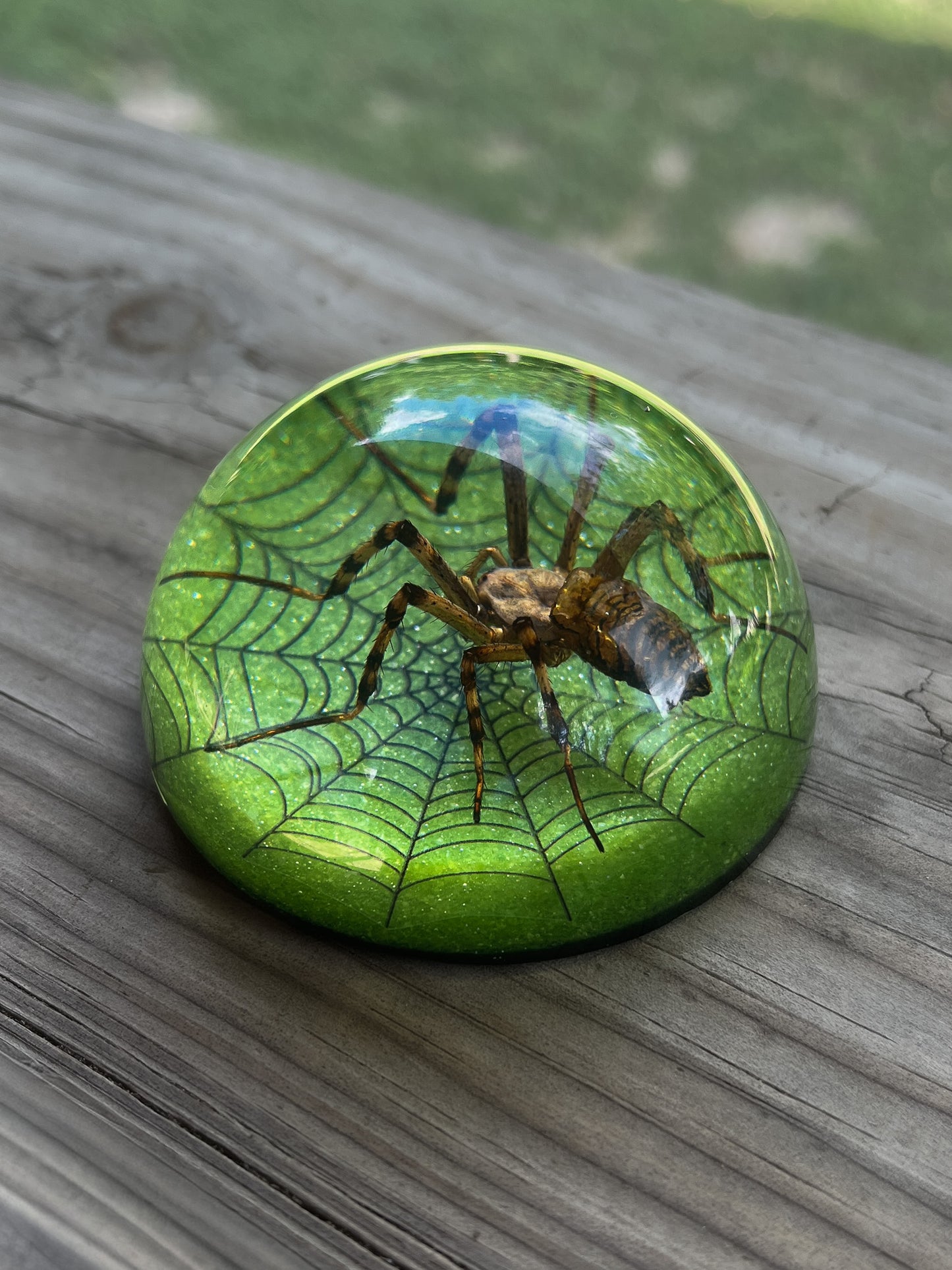 Spider Half Dome Paperweight Medium