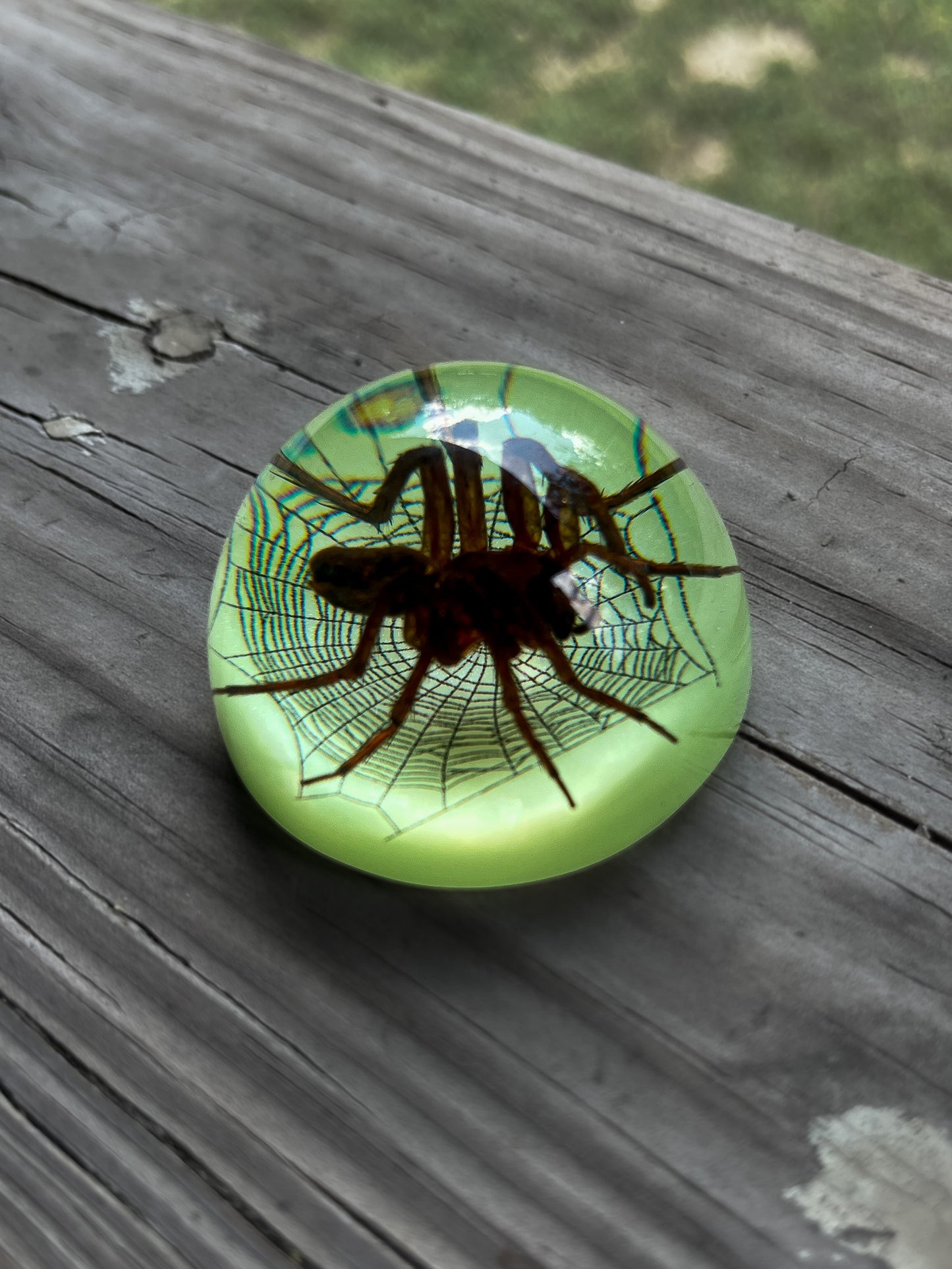 Spider Half Dome Paperweight Small
