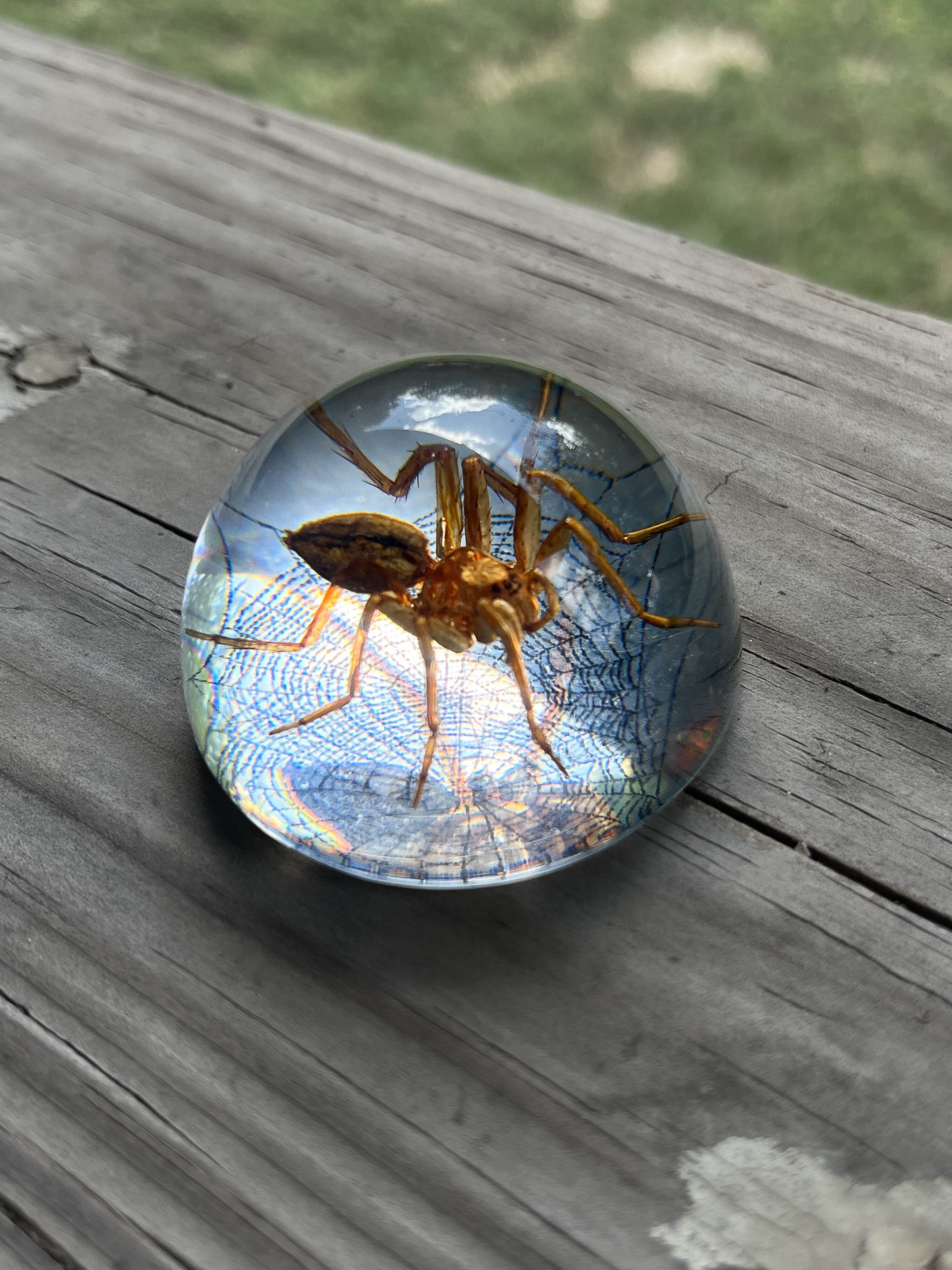 Spider Half Dome Paperweight Small