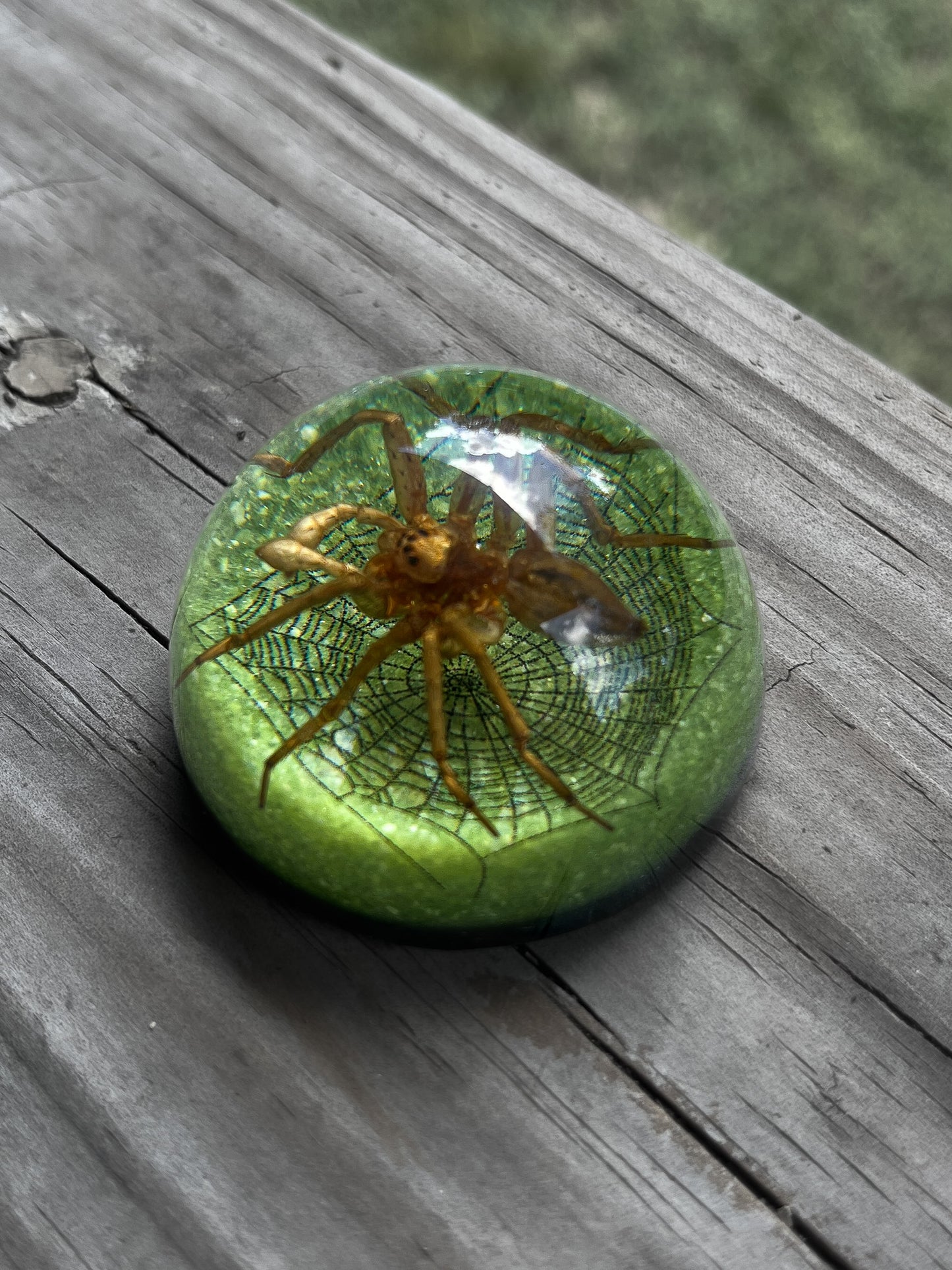Spider Half Dome Paperweight Small