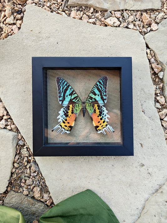 Framed Sunset Moth