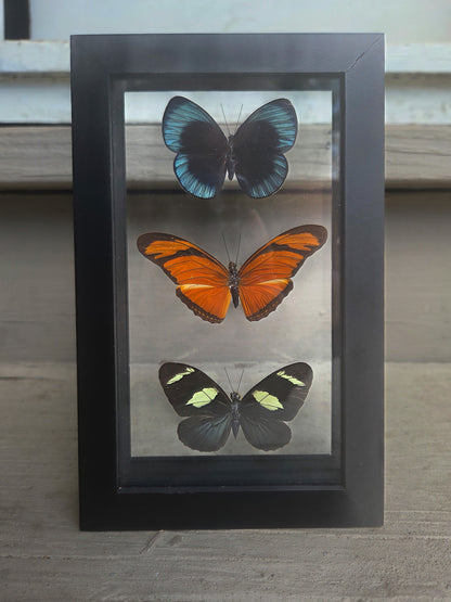 Framed Butterfly Art: Triple