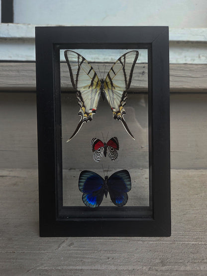 Framed Butterfly Art: Triple