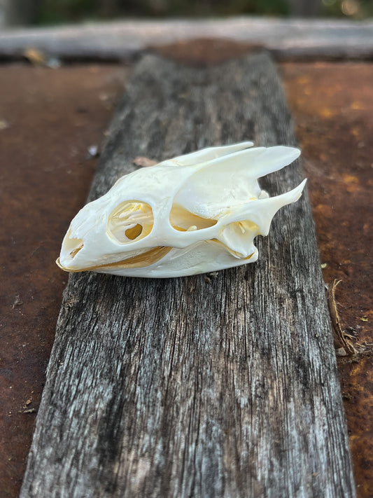 Turtle Skull