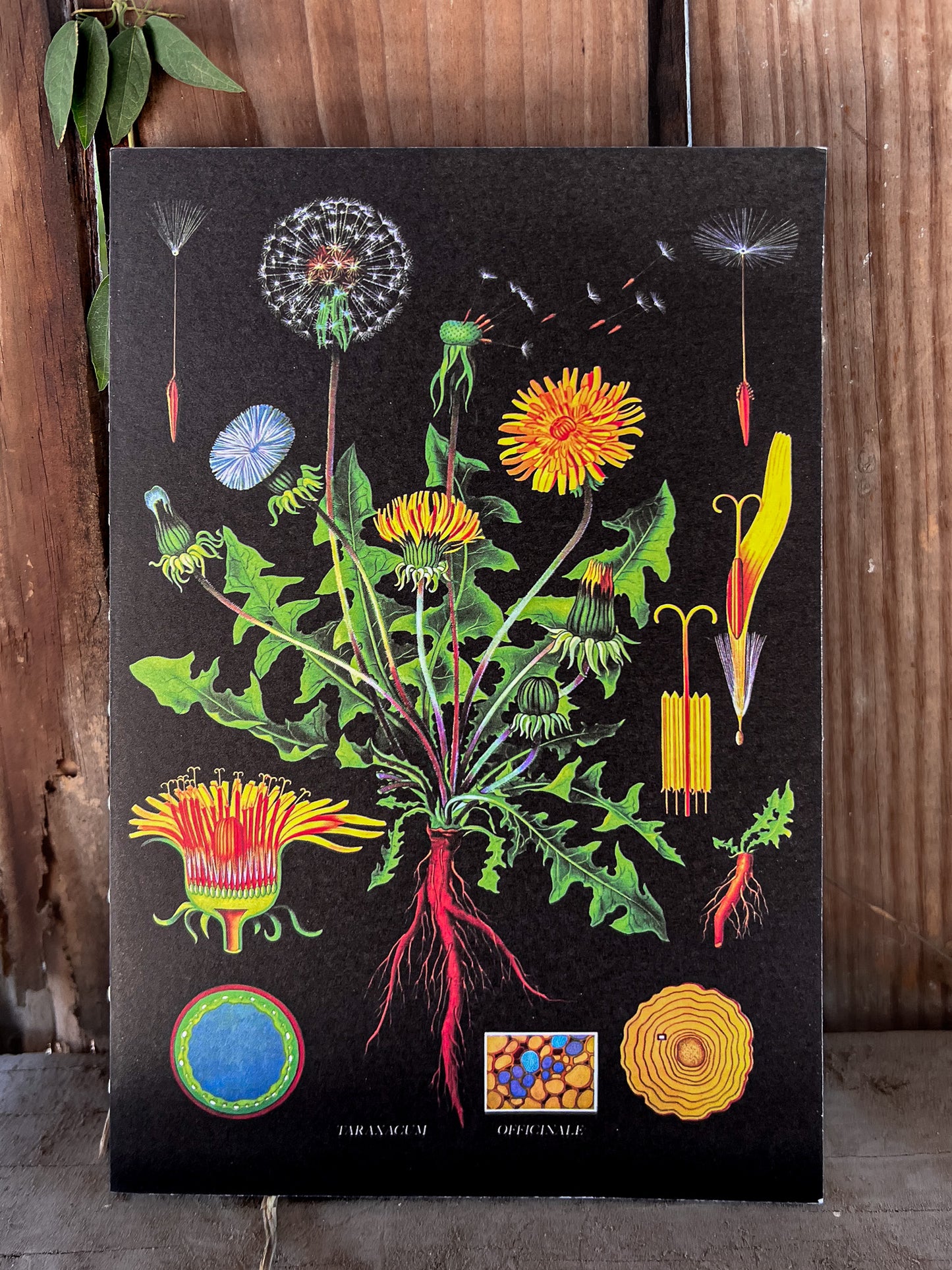Vintage Botanical Dandelion Notebook