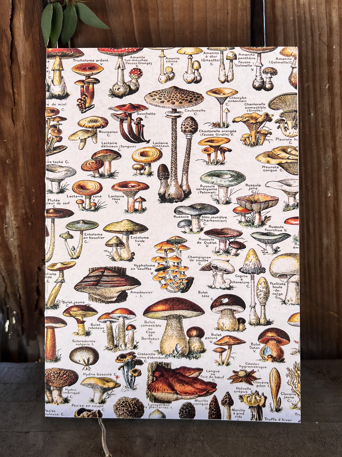 Vintage Tan Mushroom Notebook Journal