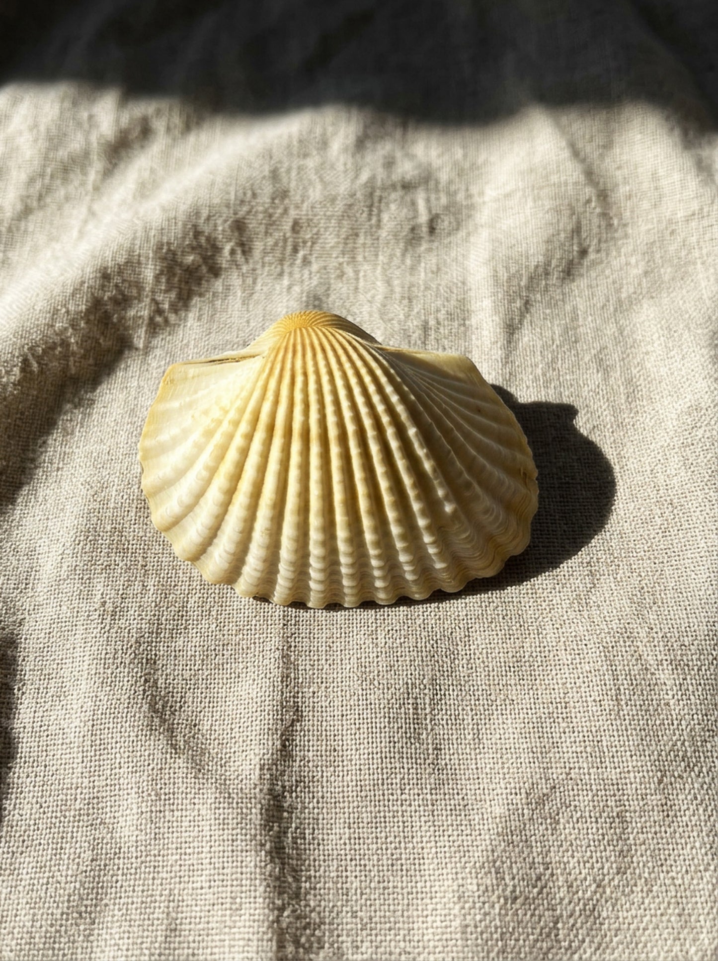 Assorted Shells (choose one)