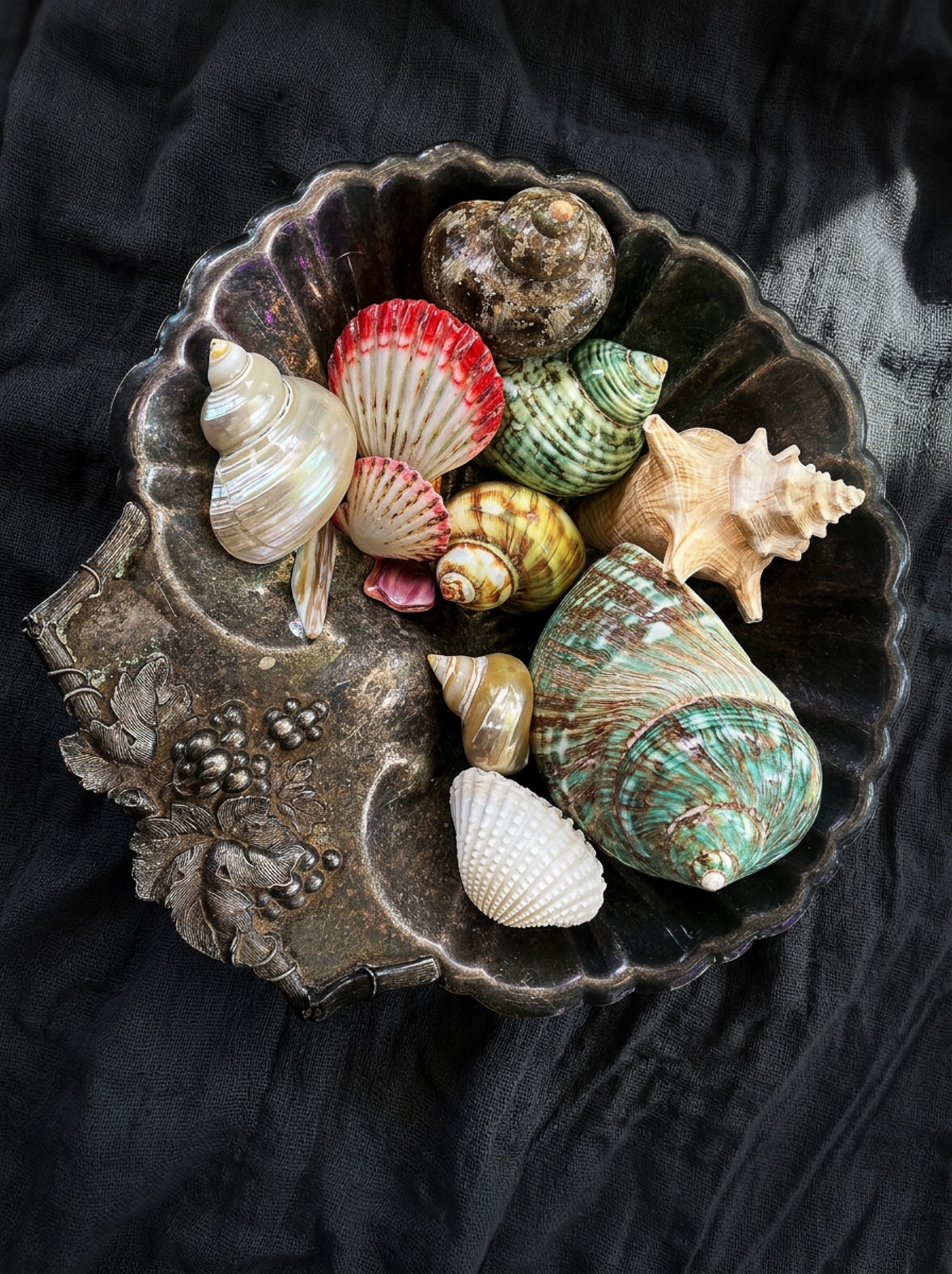 Assorted Shells (choose one)