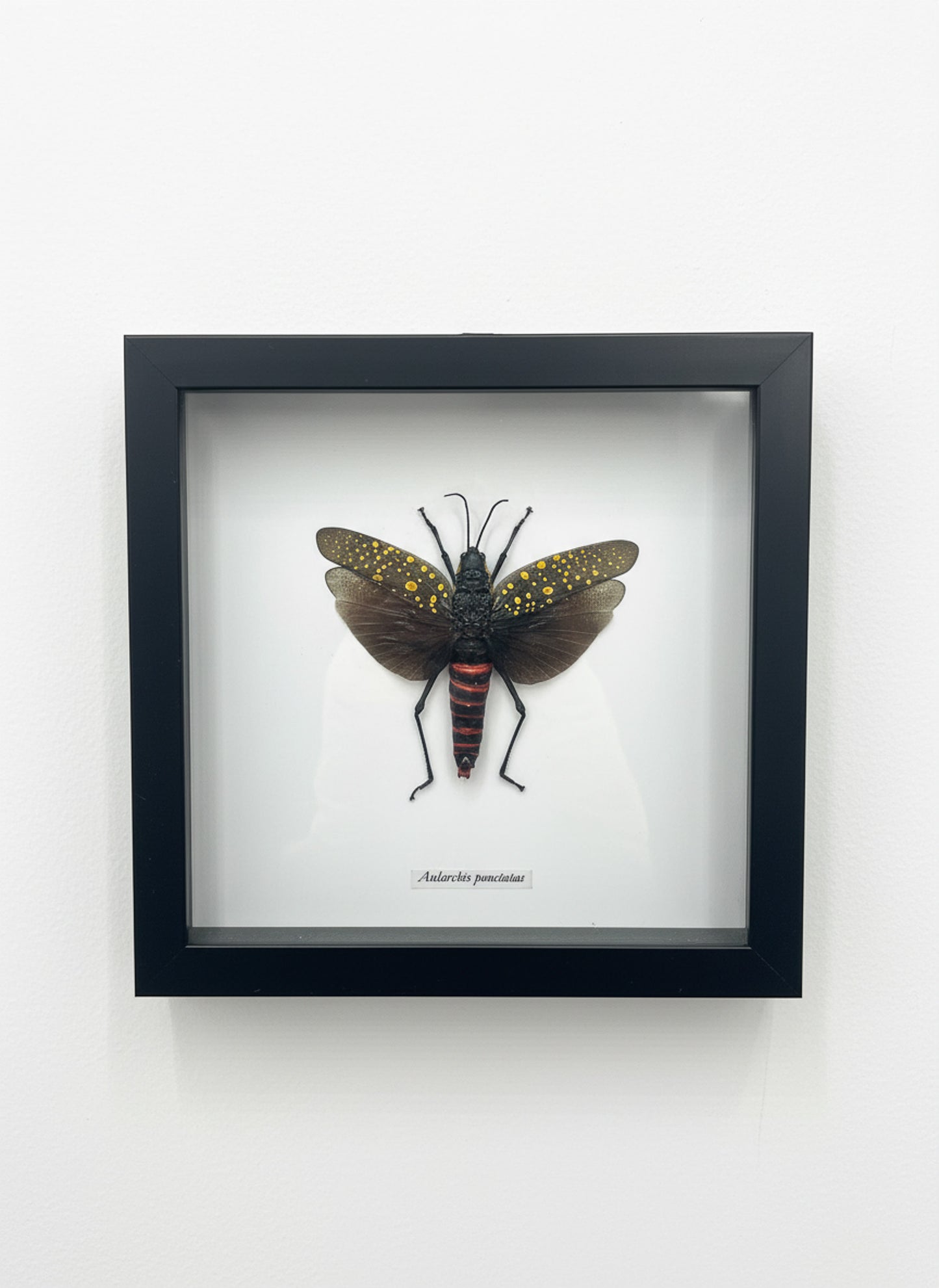 Framed Insect Taxidermy