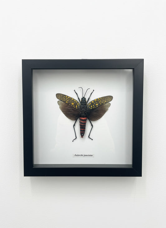 Framed Insect Taxidermy