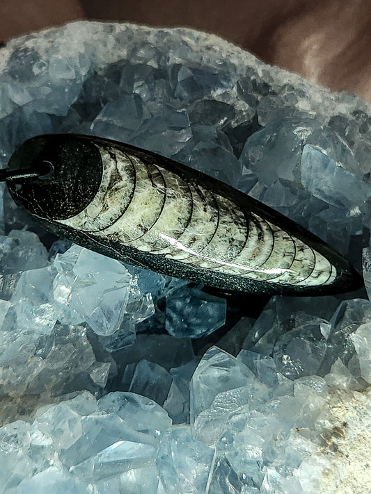 Orthoceras Fossil Necklace